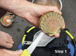 Scallops