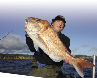 scented soft plastics