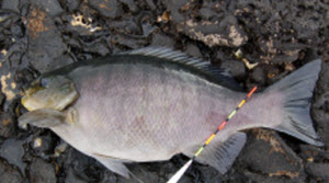 Fishing for Porare - The Fishing Website