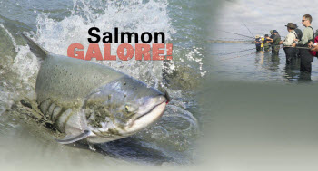 Catching salmon
