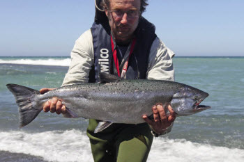 Catching Salmon
