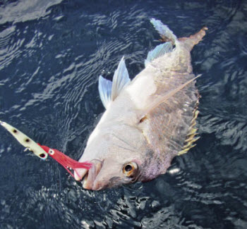 Fishing with Inckiku jigs