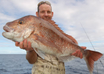 snapper