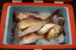snapper