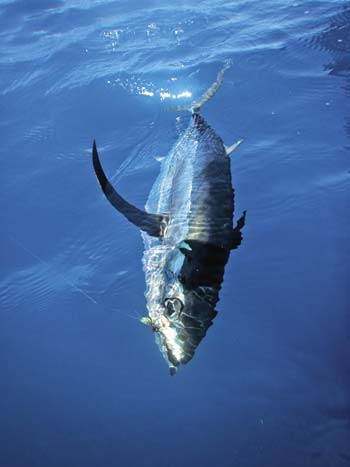 albacore sportfish in water