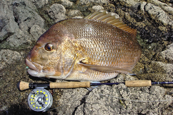 Saltwater Fly - secrets of spring - The Fishing Website