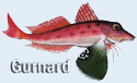 Gurnard