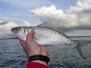 Catching live baits - The Fishing Website