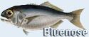 Bluenose