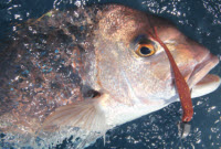 snapper on a softbait