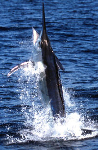 marlin jumping in water