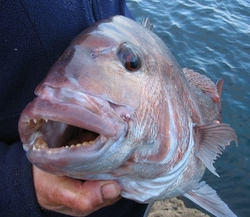 The Coromandel - big snapper and kingfish tips - The Fishing Website