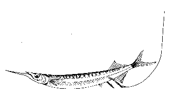 live bait rig