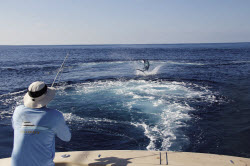 Catching blue marlin on spin