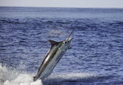 Catching blue marlin on spin