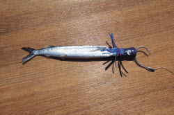 Catching blue marlin on spin