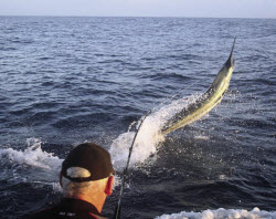 Gamefishing with circle hooks