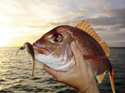 Draging Soft Plastics