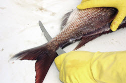 How to fillet snapper