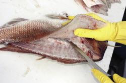 How to fillet snapper
