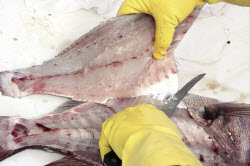 How to fillet snapper