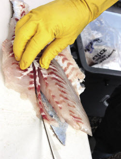 How to fillet snapper