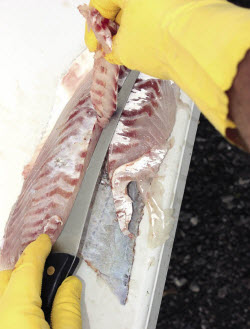 How to fillet snapper