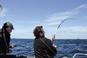 Poppers versus Stick baits
