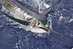 Trolling smaller lures