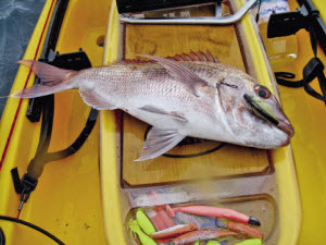 Kayak Fishing how to troll for snapper
