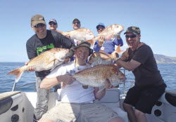 Fishing for snapper in workups