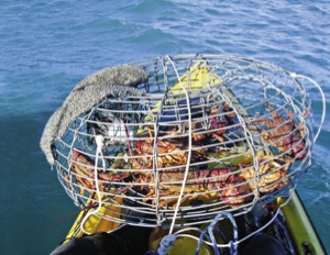 Kayak fishing - Cray potting made easy - The Fishing Website