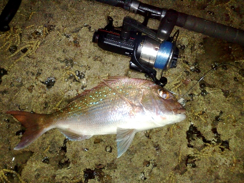 Early morning mish on the bricks