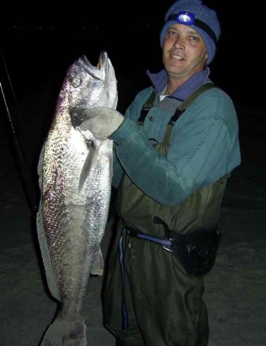 Good size Cob for surfcasting