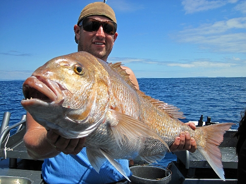 very nice fish taken on a live bait 