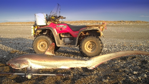 Caught by Ian KSRobertson 65kg thresher at Birdlings Flat