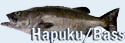 Hapuku & Bass