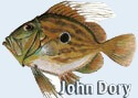 John Dory