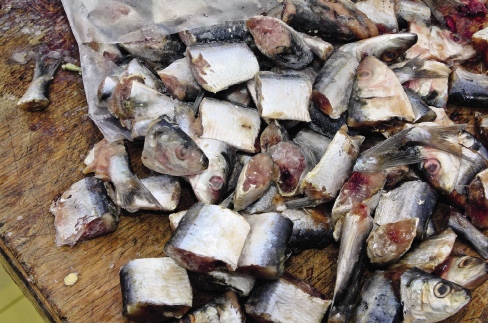 bait techniques pilchards