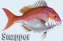 Snapper