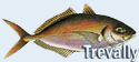 Trevally