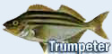 Trumpeter