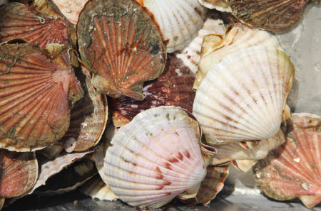 Scallops