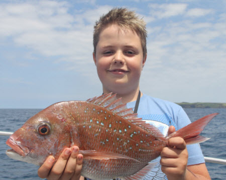 Snapper