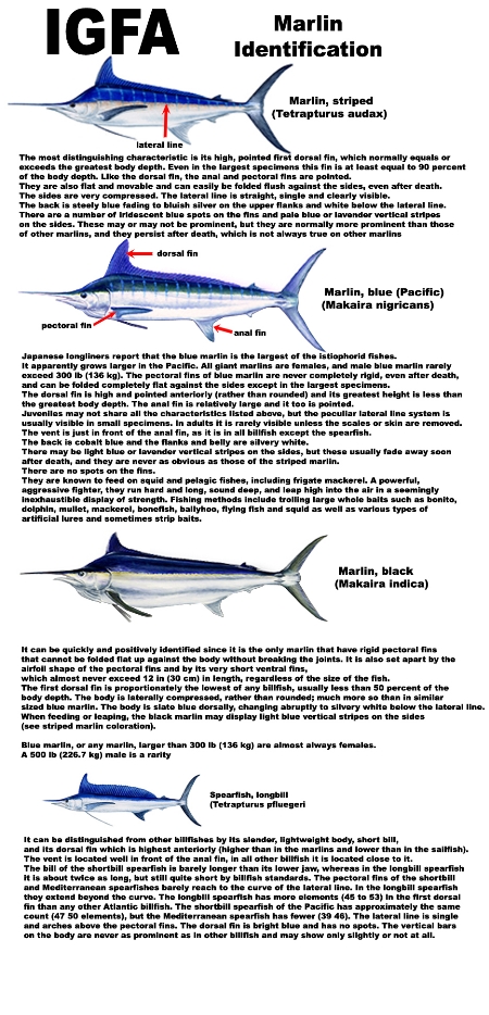Marlin Species - The Fishing Website : Discussion Forums - Page 1