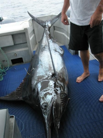 Waihau Bay happenings - The Fishing Website : Discussion Forums - Page 2