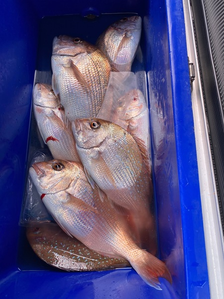 Manukau Harbour & West Coast fishing - The Fishing Website : Discussion ...