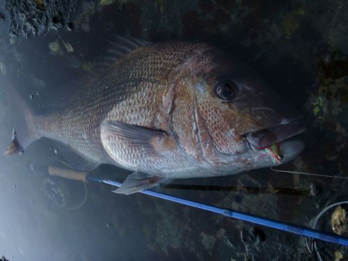 Best Snapper Flies - The Fishing Website : Discussion Forums