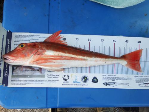 Gurnard - how to catch them - The Fishing Website : Discussion Forums ...