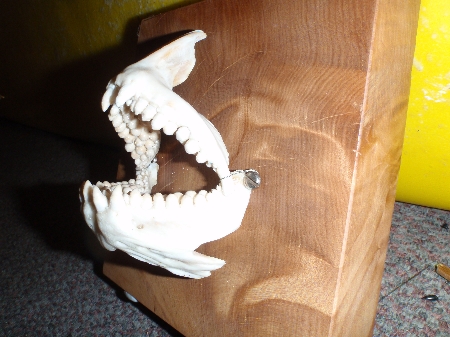 how to remove snapper jaws ? - The Fishing Website : Discussion Forums ...